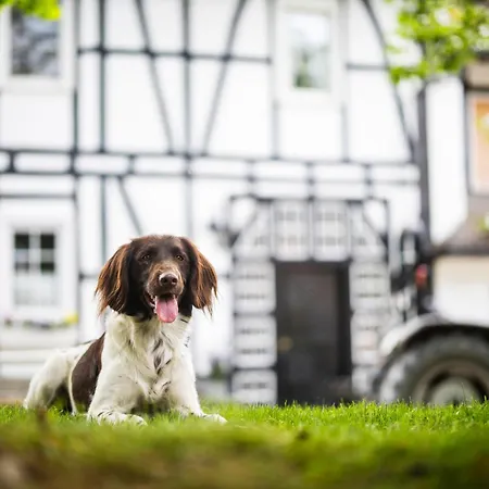 Appartement Hof Koehne Haus Am Spielplatz - Schaf Schmallenberg