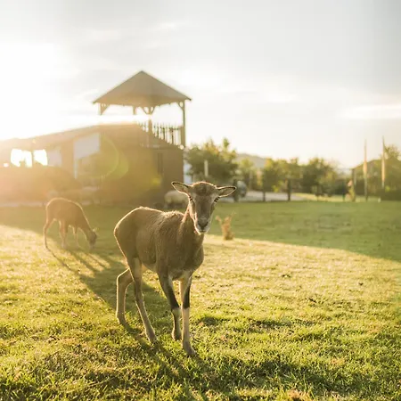 Hof Koehne Haus Am Spielplatz - Schaf Appartement *