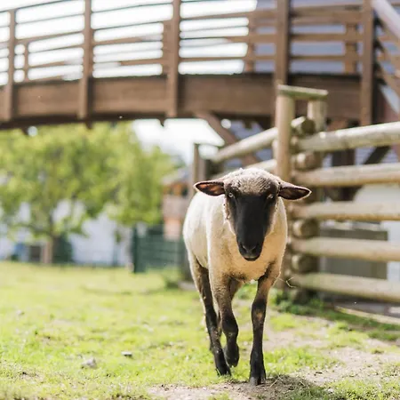 Hof Koehne Haus Am Spielplatz - Schaf *