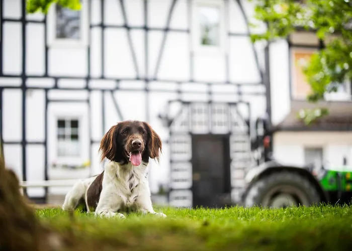 Daire Hof Koehne Haus Am Spielplatz - Schaf Schmallenberg