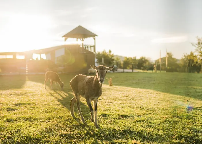 Hof Koehne Haus Am Spielplatz - Schaf Daire *