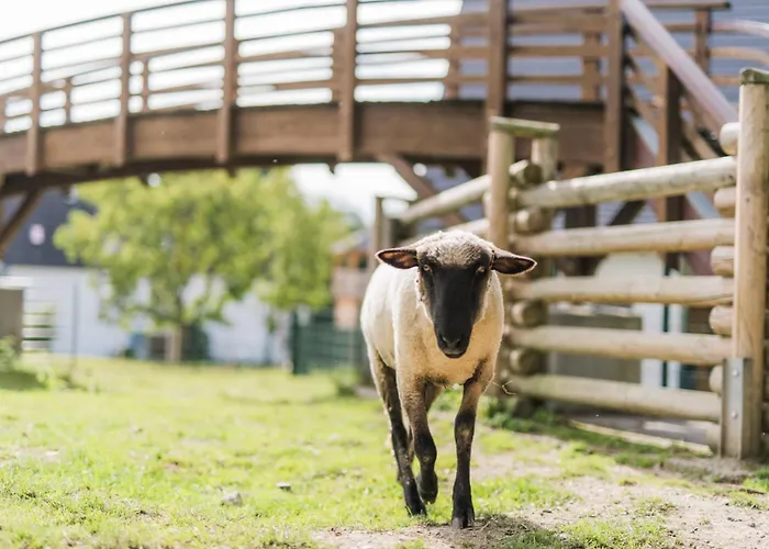 Hof Koehne Haus Am Spielplatz - Schaf *